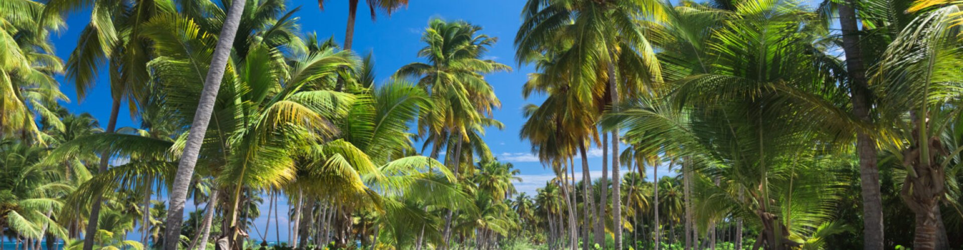 Night tram gliding over cobblestone streets in Sosúa