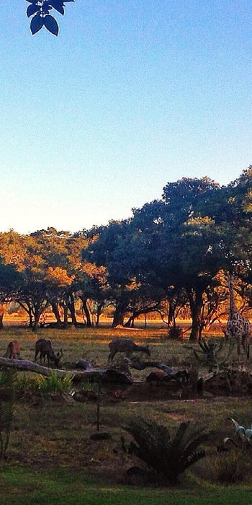 Harare metro train at sunset