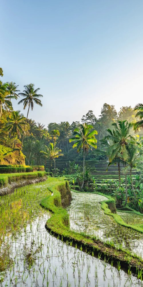 Evening tram Bali